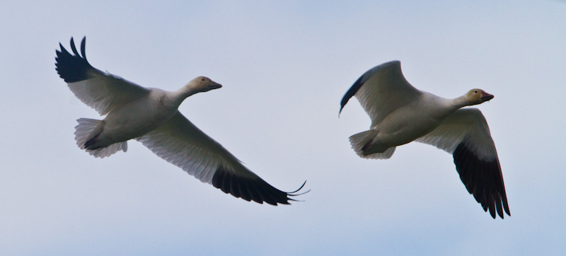 Snow Geese In Flight